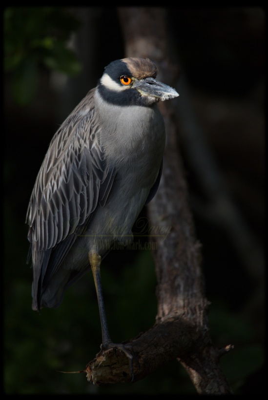 Classic capture of a Yellow Crowned Night Heron captured on Christmas Day on the New River in Fort Lauderdale, FL.