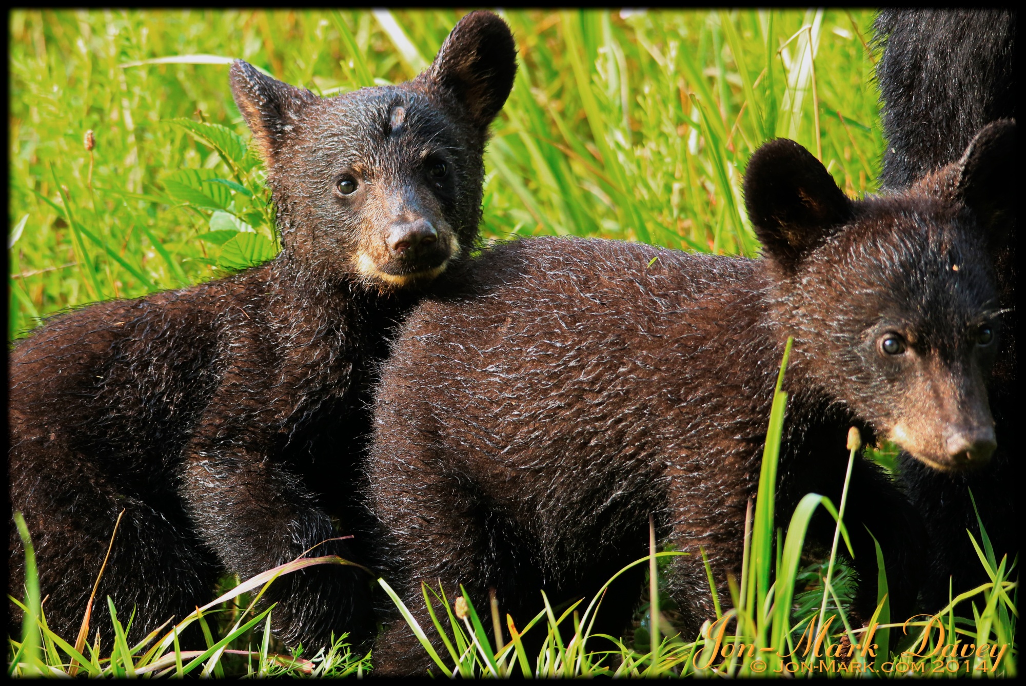 Bears of Summer – South Florida Wildlife Photographer