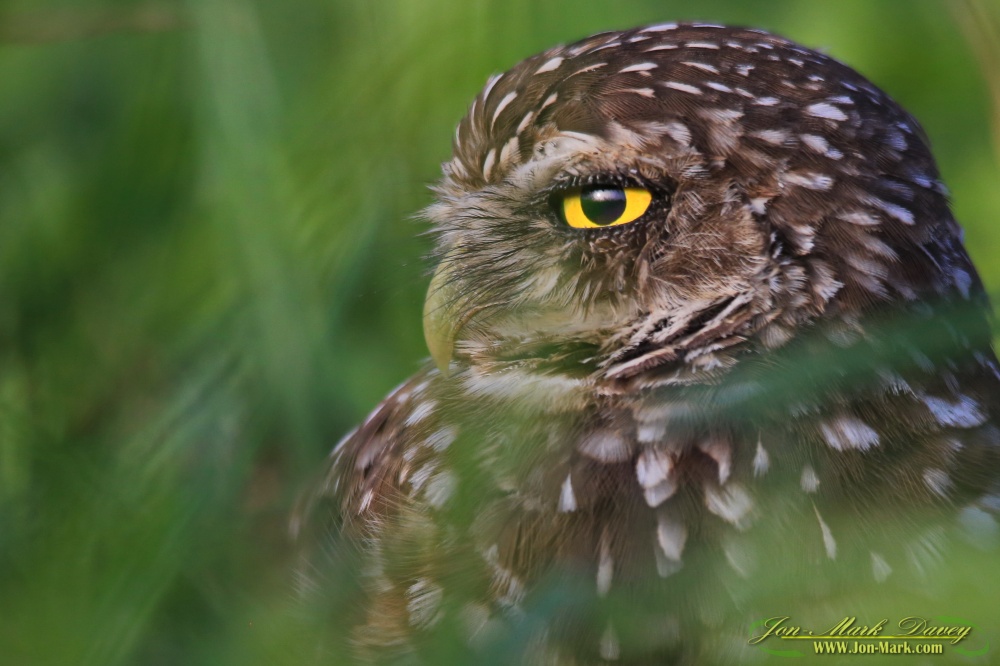 Burrowing Owl Profile